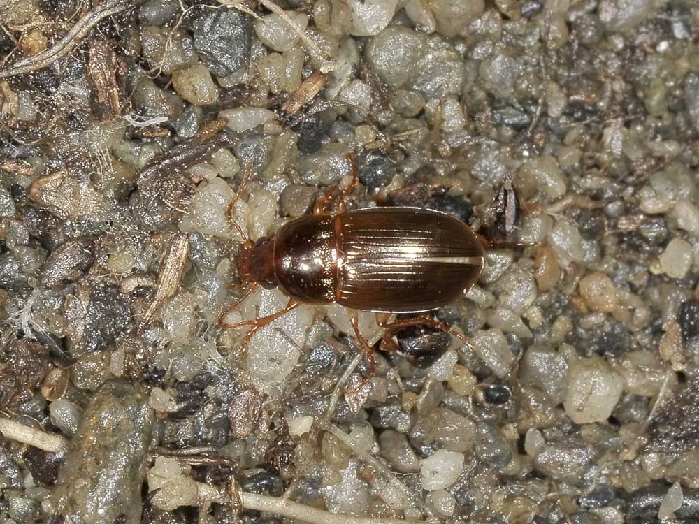 Harpalus immaturo? no, Amara (Celia) sp.